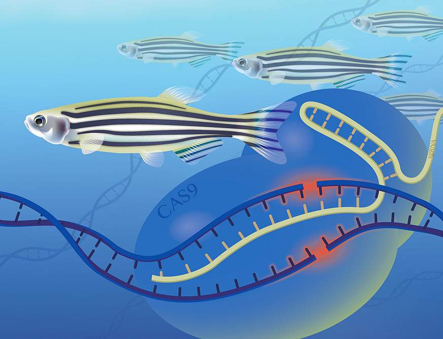 The image depicts several zebrafish swimming in a sea of DNA strands. The CAS9 represents the enzyme used to cut the DNA strand and either incorporate or remove pieces of DNA, which is gene editing. The sgRNA is a genetic template used in the process.