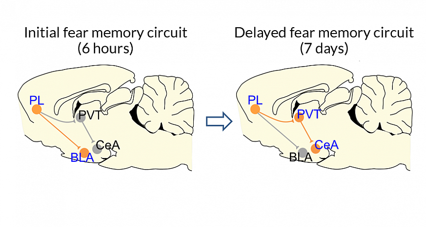 Illustration of brain pathways.