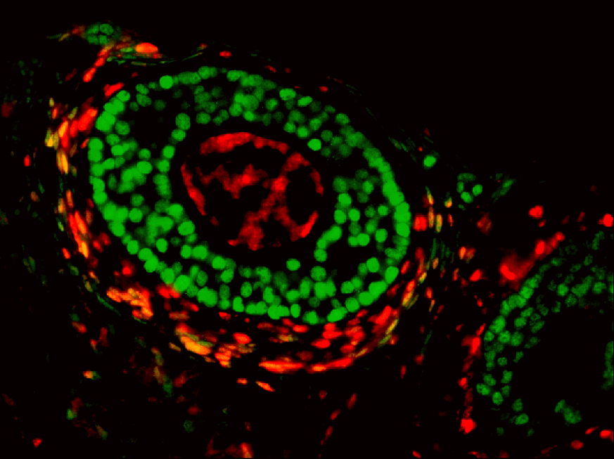 The ovarian follicle stained above shows the egg (red center), surrounded by the supporting granulosa cells (green) and outer theca cells (red and orange).
