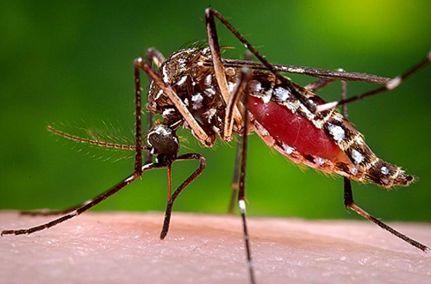 Photo of female A. aegypti mosquito after blood meal.