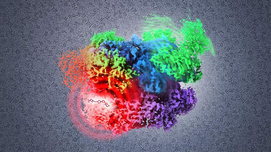 Photo of protein p97