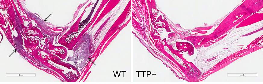 Image of mouse tissue stains