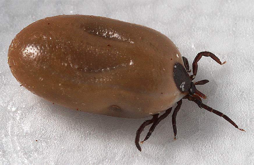 Image of a tick engorged with blood