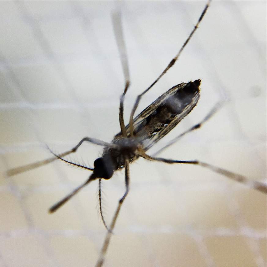 Image of a female Aedes mosquito