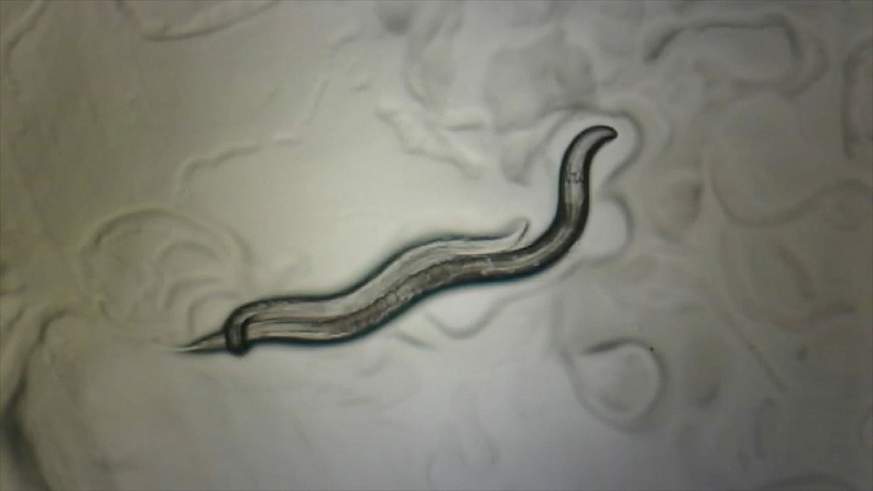 Image of C. elegans worm
