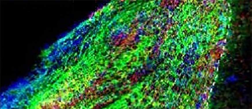 An image of regenerating neurons