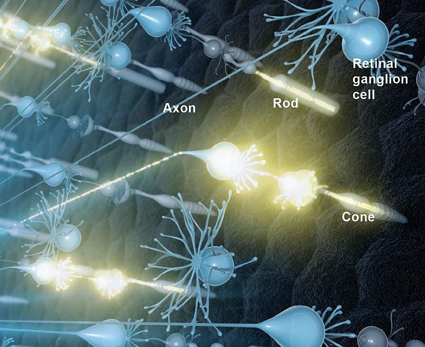 Illustration of neural activity in the retina