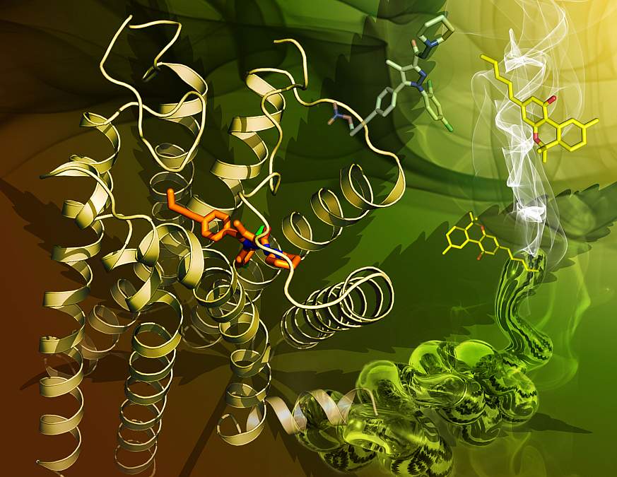 Illustration of the CB1 receptor.