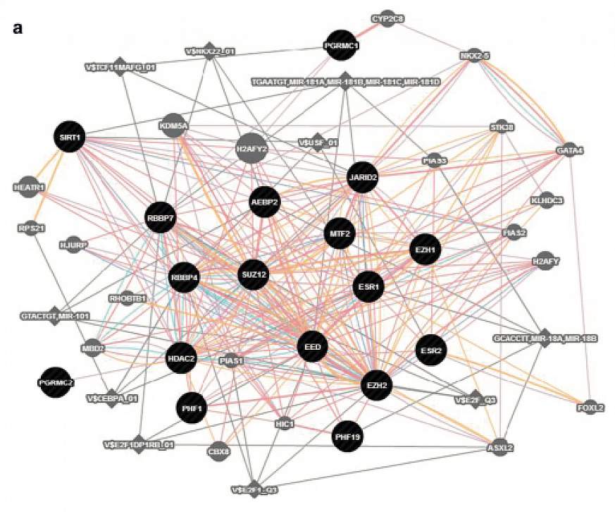 Illustration of the ESC/E(Z) gene network