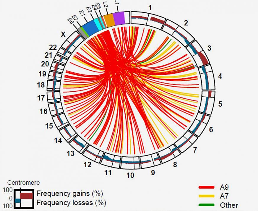 Image of a circus plot of cervical cancer chromosomes.