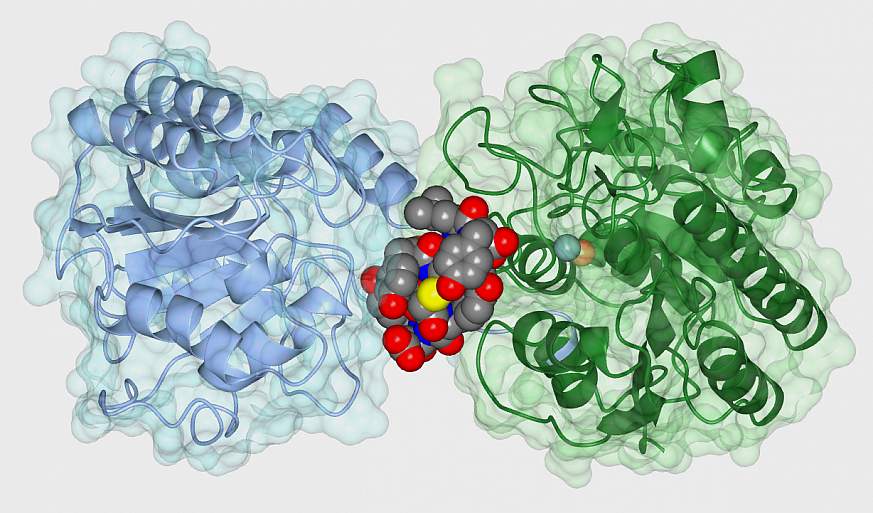 Illustration of ipglycermide binding to an enzyme