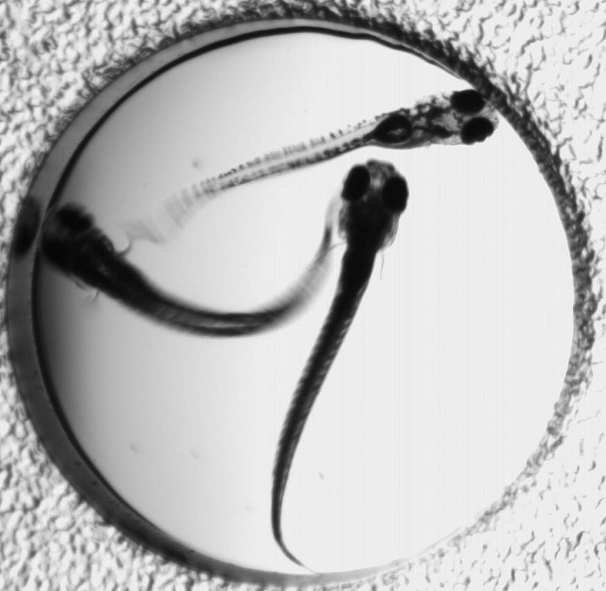 Image of zebrafish