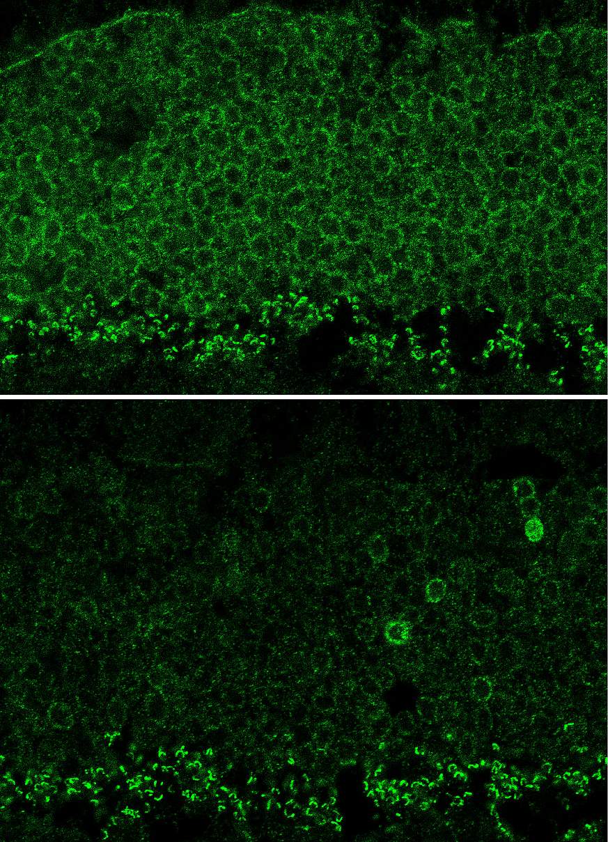 Image of a mouse retina