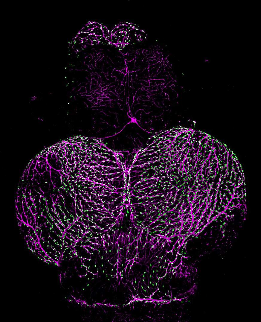 Image of an adult zebrafish brain