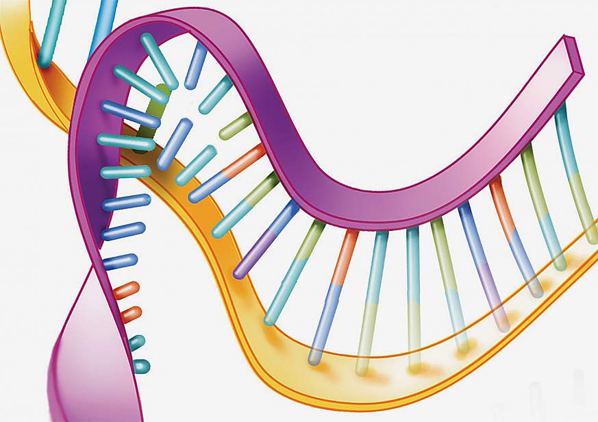 Illustration of antisense oligonucleotide silencing a gene