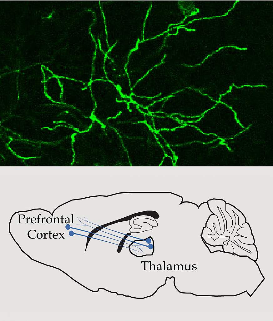 Image and illustration of communication in the thalamus