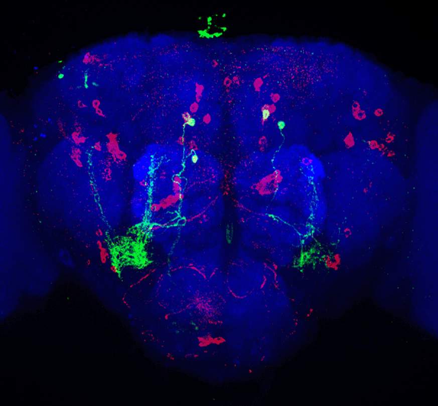 Brain circuit