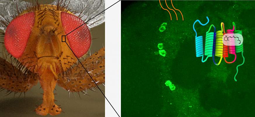 Image of a fruit fly