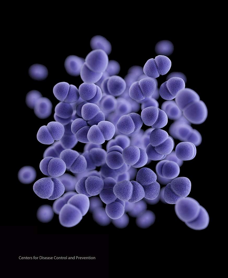 Image of Enterococci bacteria