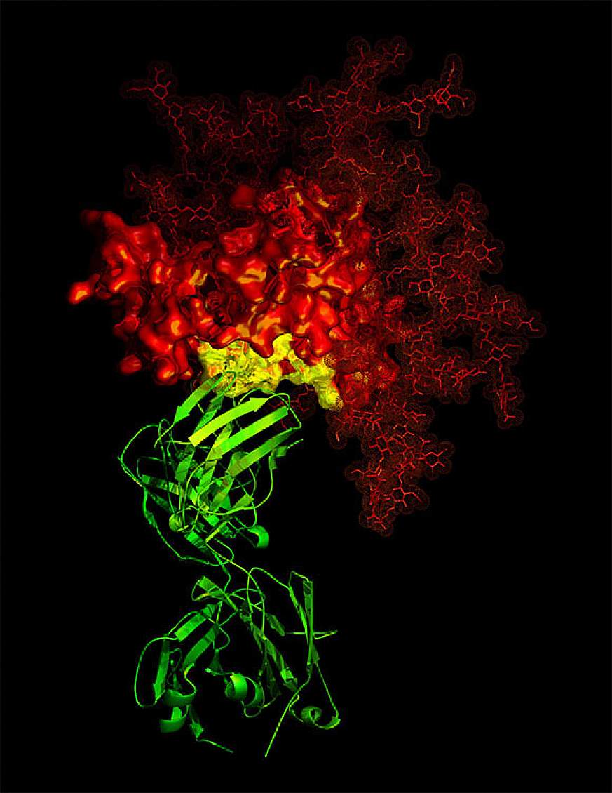 B12 antibody