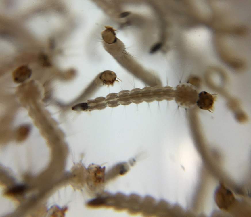 Aedes Aegypti Mosquito Larvae