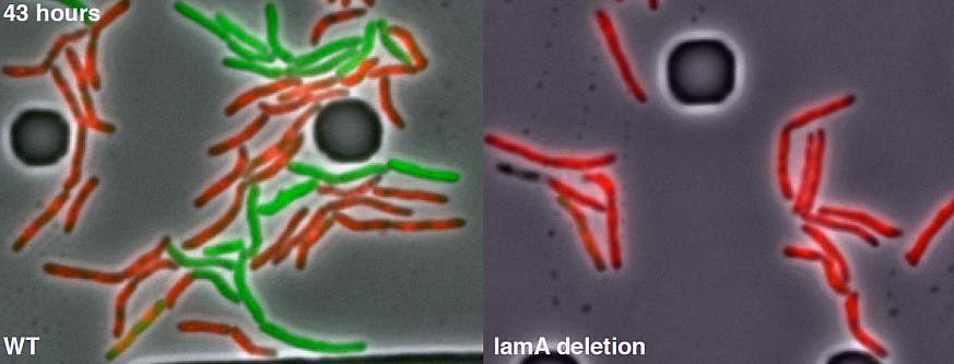 Mycobacteria