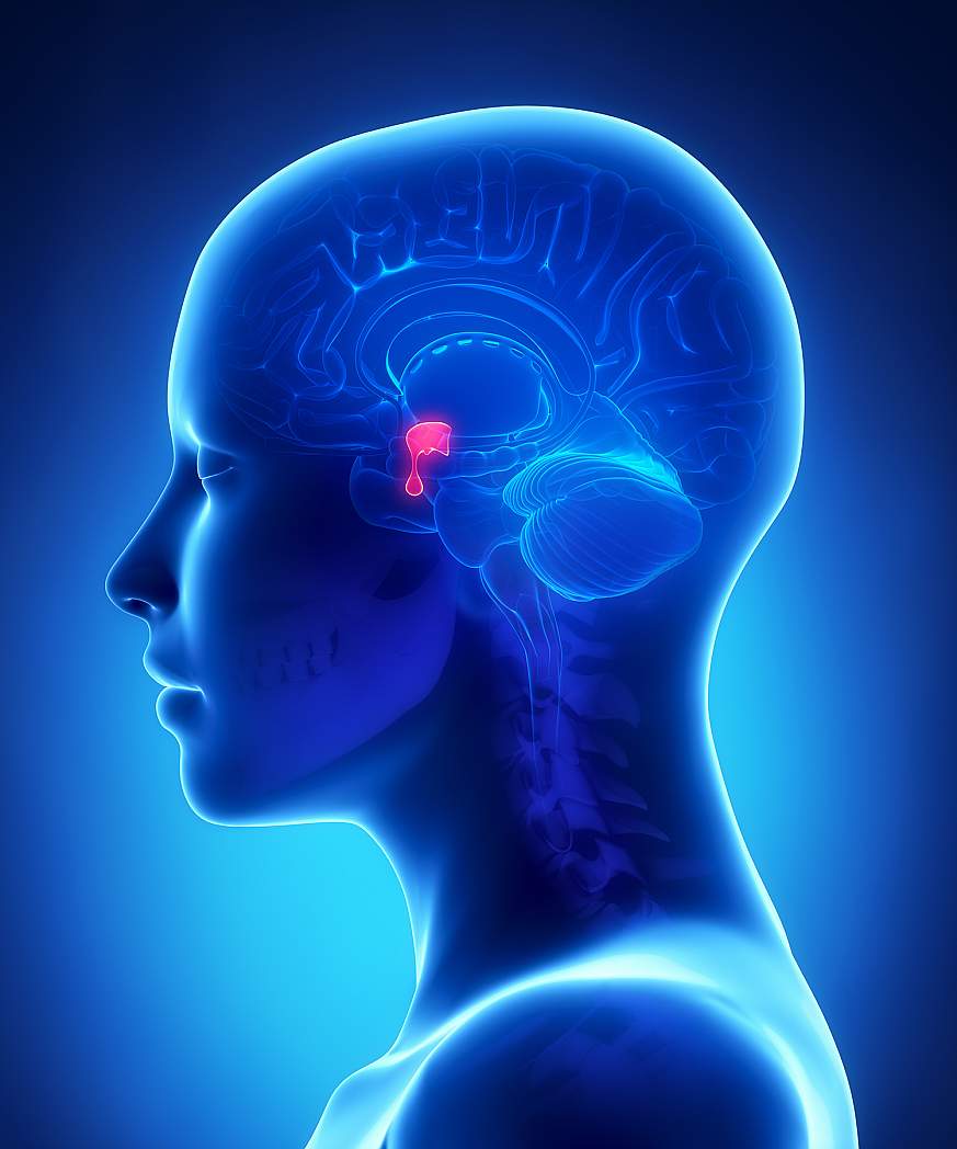 Pituitary gland 