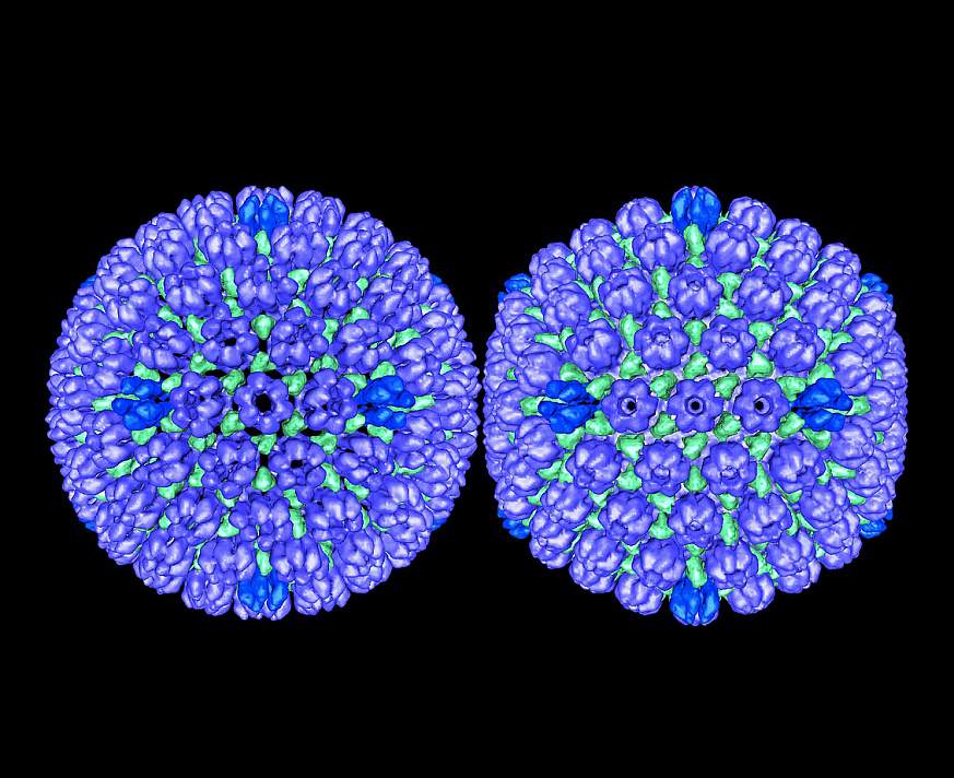 Herpes Simplex Virus Type 1: Procapsid and Mature Capsid