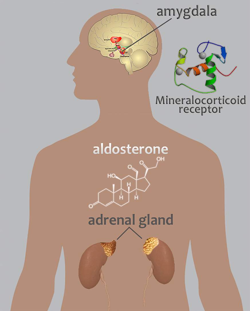 Diagram of adrenal glands, aldosterone structure, and amygdala.