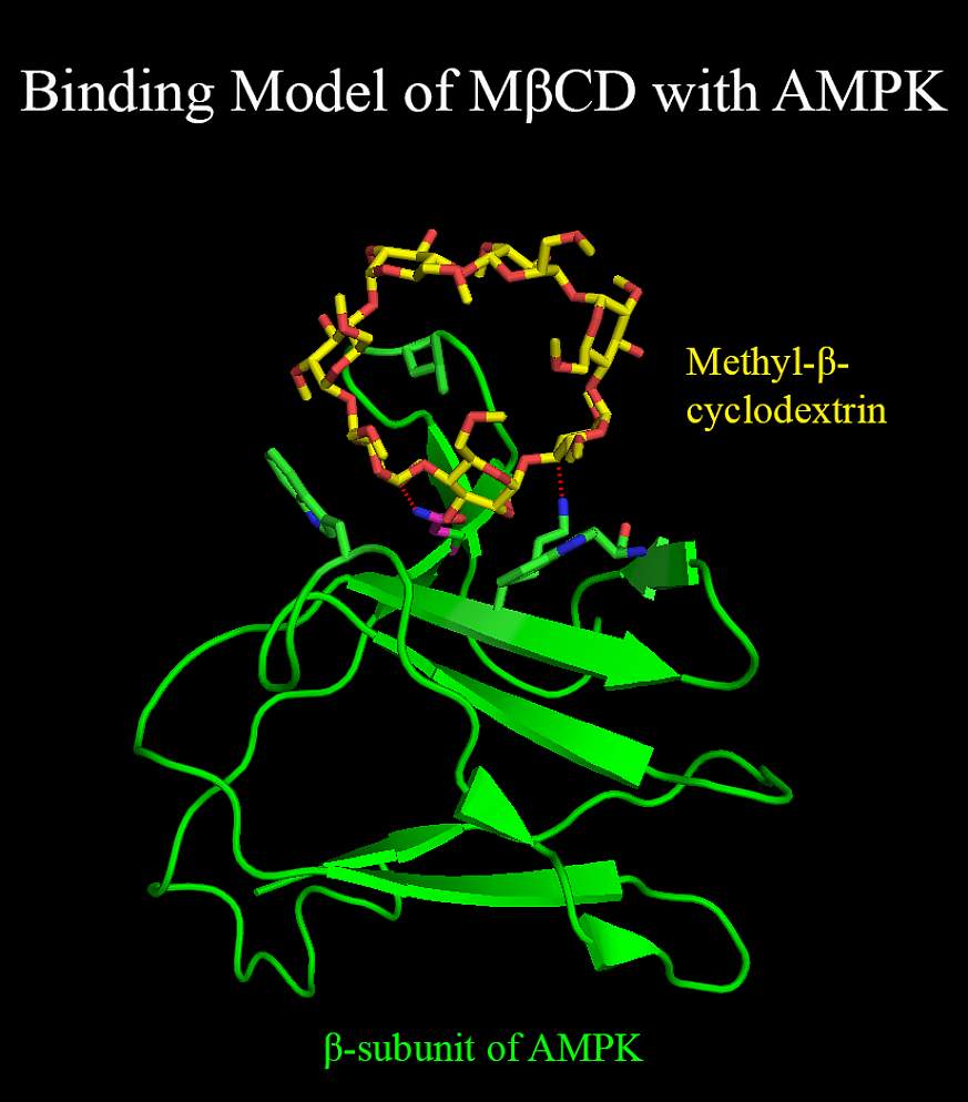 Compound methyl-β-cyclodextrin and enzyme AMPK.