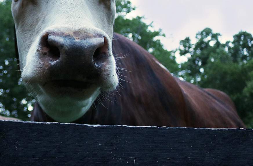 Image of a cow.