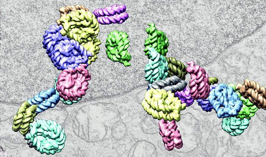 Image of interacting chromatin chains in the cell nucleus 