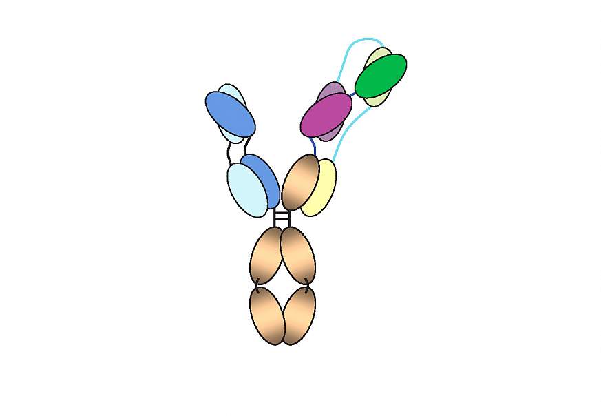 Diagram of the “three-in-one” HIV antibody.