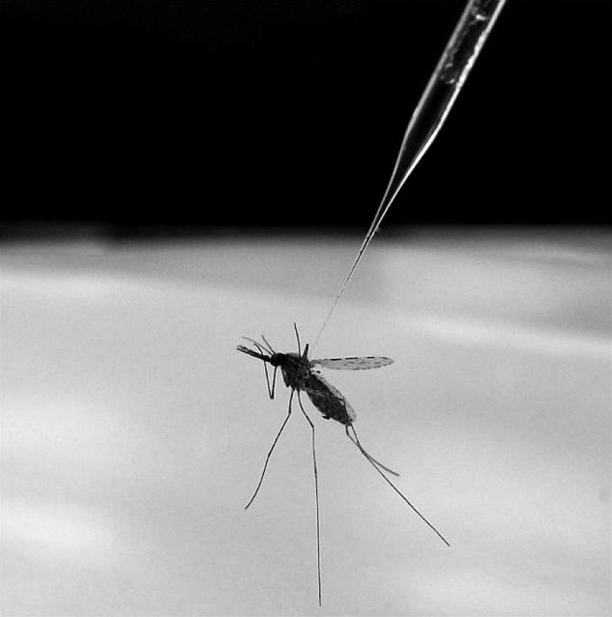 Anopheles gambiae mosquito being injected with hemolymph for malaria research study.