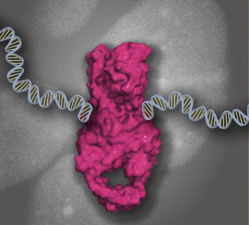 Illustration of a TOP2 DNA-protein cross-link (magenta) bound to DNA. 