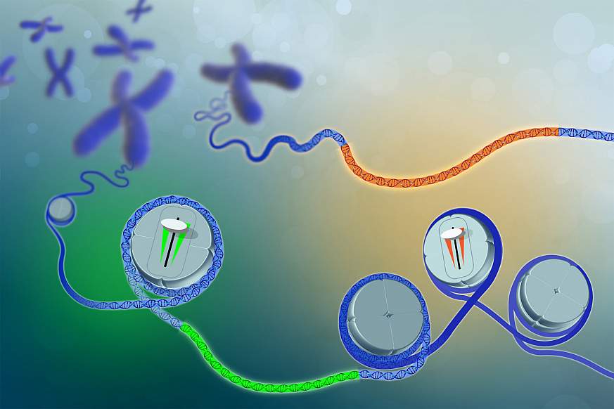 Illustration of DNA and chromosomes with dimmer switch