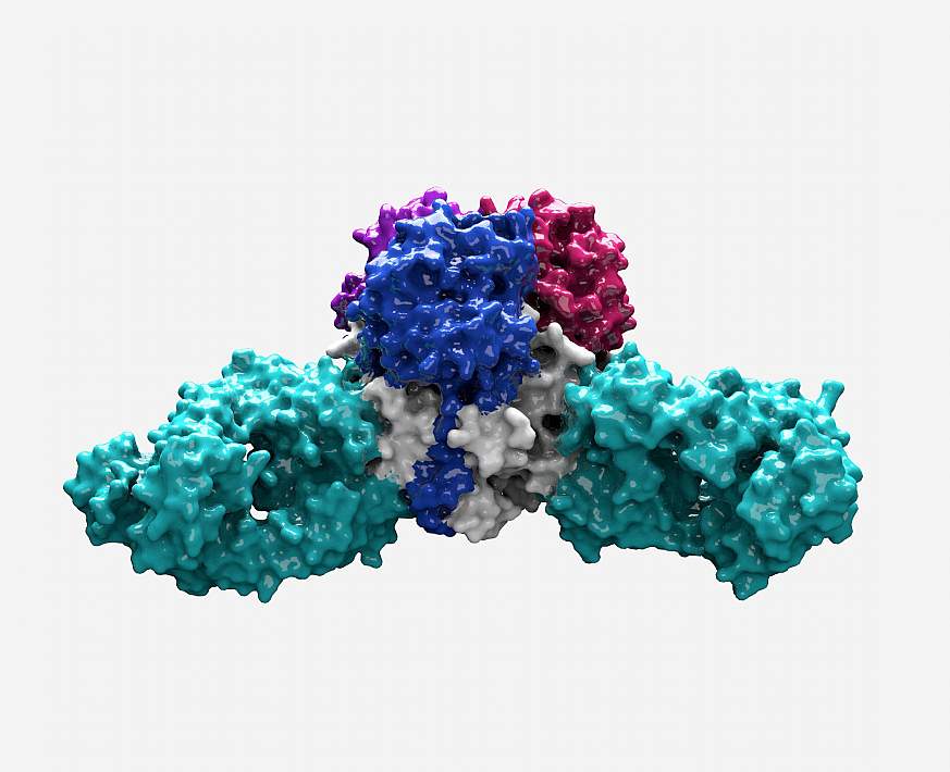 Lassa virus structure