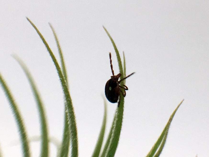 Adult female Lone Star tick 