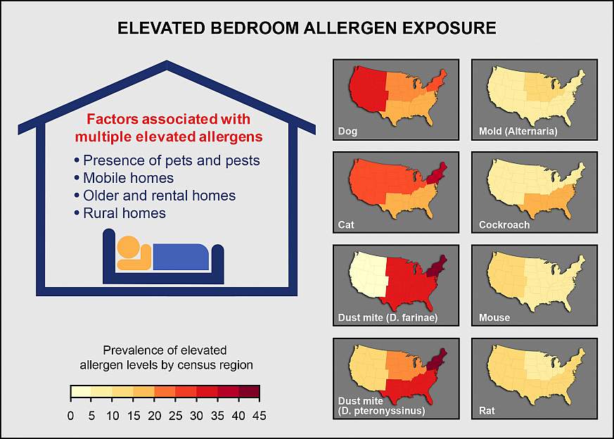 Graphic of contributors to elevated allergen bedroom allergen levels