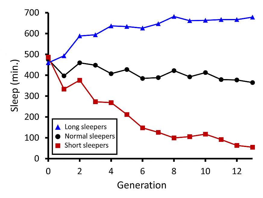 graph showing sleep duration of fruit flies