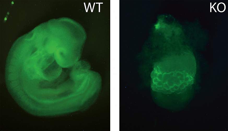 Microscopy image of a normal mouse embryo (left) and one that is missing ZFP568 (right). 