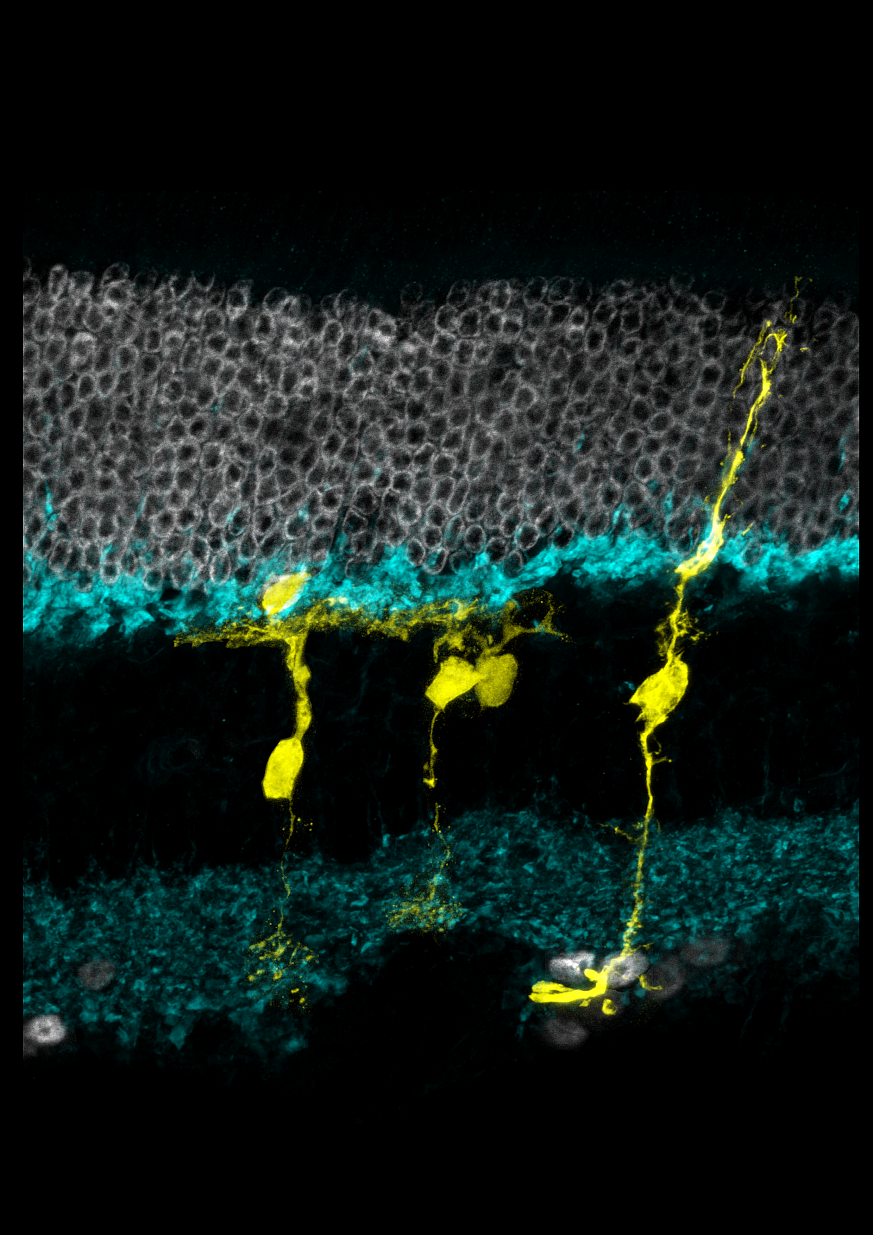 Image of a mouse retina under microscopy.