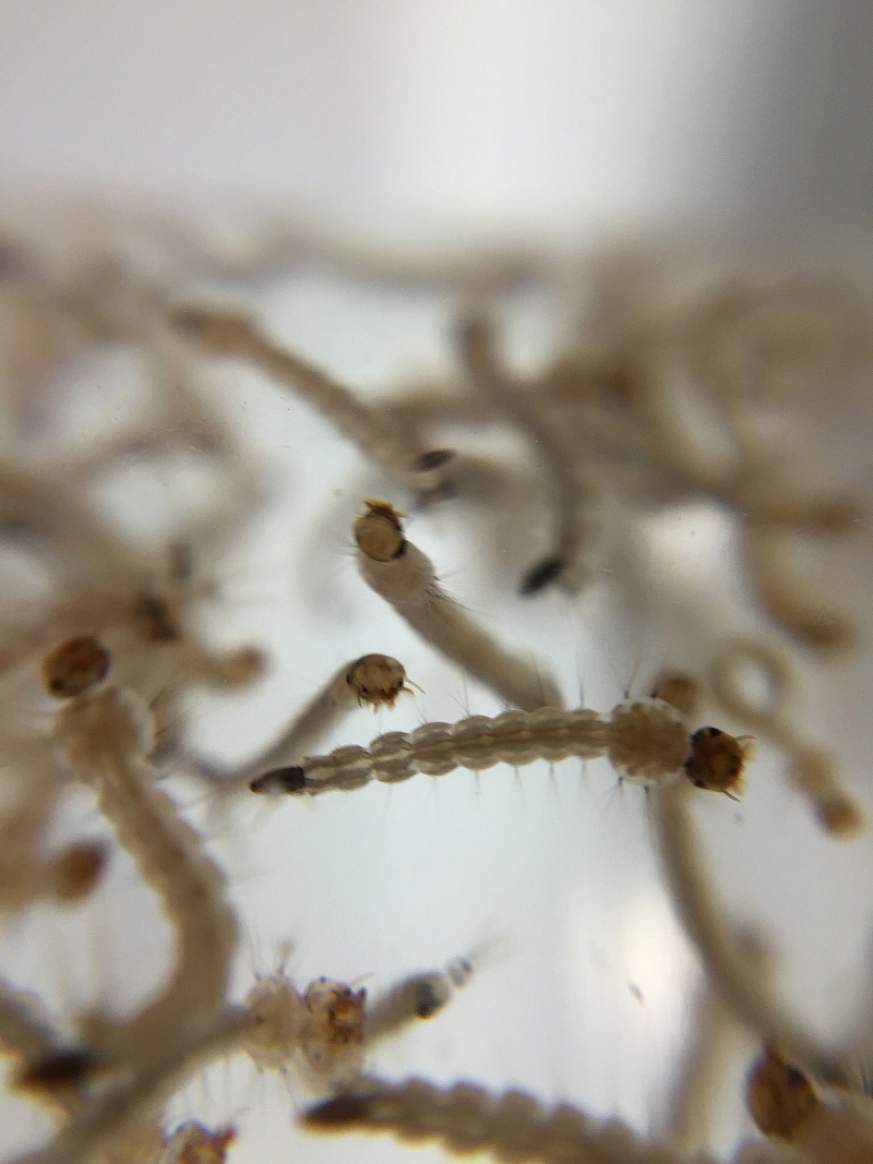 Aedes aegypti mosquito larvae.