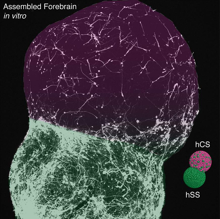 Image of fused forebrain spheroids.