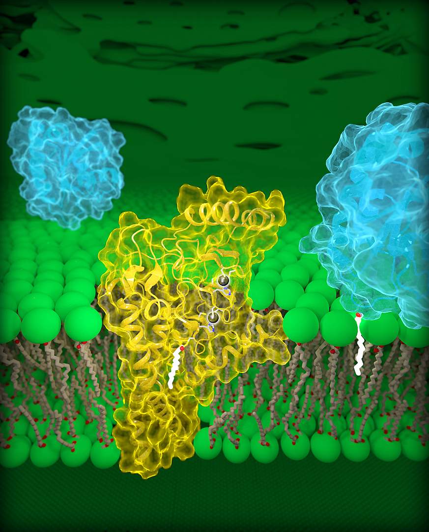 Molecular view of DHHC palmitoyltransferases