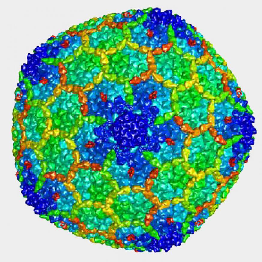 Viral capsid