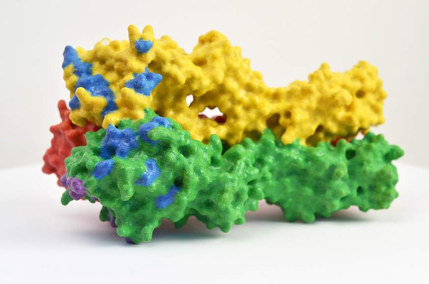 3D print of hemagglutinin (HA)