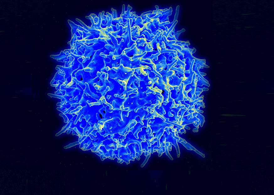 Healthy Human T Cell