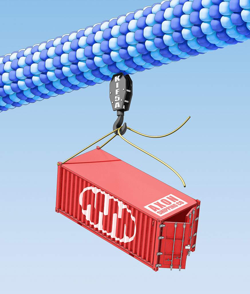 Breakdowns in the KIF5A gene cause disruptions in the axonal transport system