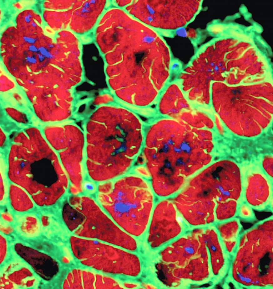 Image of cardiomyocyte cells 